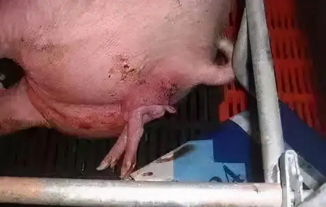 ĸ̹