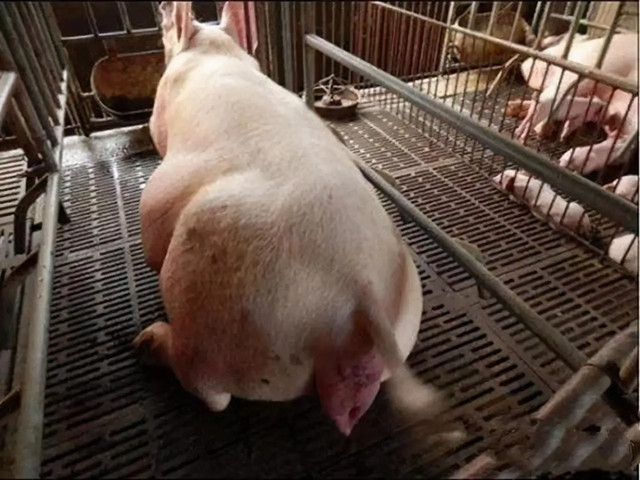 ĸ̹