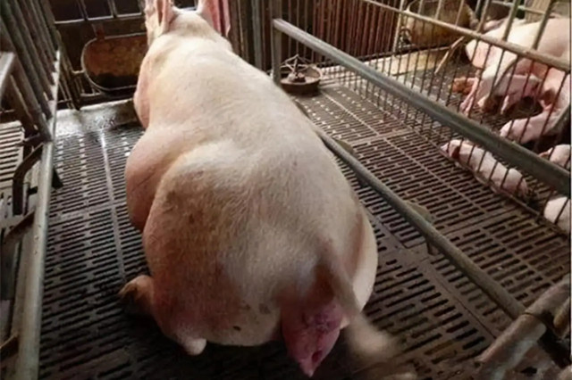 ĸ̹